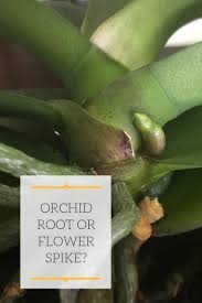 If given proper care, it will flower again. Orchid Root Or Flower Spike
