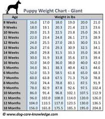58 Best Dog Weight Pull Images In 2019 Dog Weight Dogs