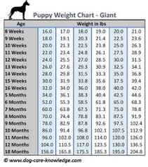 Puppy Weight Chart This Is How Big Your Dog Will Be Dog