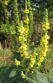 Image result for Verbascum scrophulariifolium