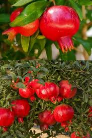 Image result for Punica granatum