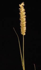 Image result for Cenchrus biflorus