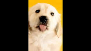 cute puppy lick live wallpaper you