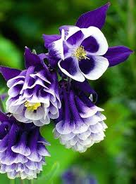 Maybe you would like to learn more about one of these? Pin On Plants