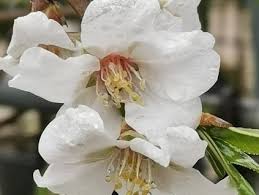 Image result for mandloň trojlaločná