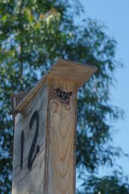 Experimental Supplementation Of Nest Boxes To Eucalyptus Plantations Established On Farmland Emr Project Summaries