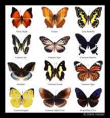 Butterfly Chart Print And Pin To Shadow Box An
