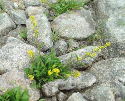 Image result for Solidago simplex