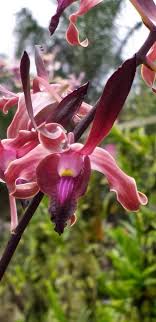 Pin By Marlene On Orchids Orquideas Orchids Flowers Secret Garden