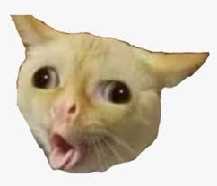 Pngtree offers cats meme png and vector images, as well as transparant background cats meme clipart images and psd files. Cat Meme Funny Cat Meme Head Transparent Hd Png Download Kindpng