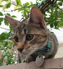 From the turkish angora cat to the japanese bobtail, we showcase cats you have so those are the rarest cat breeds! Pictures Of 30 Cat Breeds Available In Adelaide Walkerville Vet