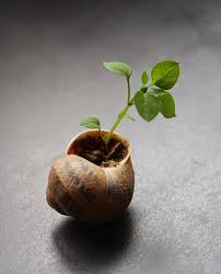 Faire Pousser Une Plante Dans Une Coquille D Escargot Escargot Coquille Escargot Coquille