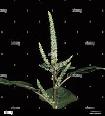 Image result for Amaranthus dubius