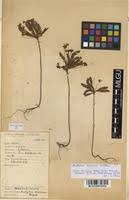 Image result for Biophytum umbraculum