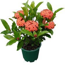 Bunga mawar memiliki keindahan dengan warna yang bervariasi yang. Jual Tanaman Hias Asoka Bunga Orange Berkualitas