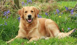 Golden puppies quickly grow up to be rambunctious, strong bundles of. Golden Retriever
