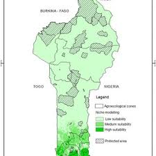 Image result for Harrisonia abyssinica