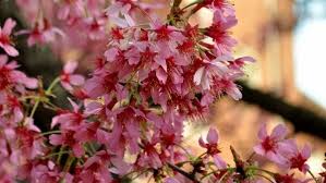 Mescolare gli articoli suggeriti migliori vendite nuovi prodotti prezzo: Lo Spettacolo Dell Hanami A Milano Ecco Dove Vedere Gli Alberi In Fiore