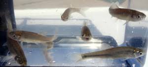 Where can i buy a rosy red minnow? Fathead Minnows Aquaculture Fisheries Pond Management