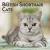 American Shorthair