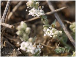 Image result for Cressa cretica