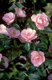 Camellia Bowen Bryant Camellia Plant Plants Flowers