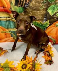 Kiddie academy of port st. Just Dogs Spaw 17 Photos Pet Groomers 466 Sw Port St Lucie Blvd Port St Lucie Fl United States Phone Number Yelp