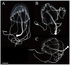 Image result for Hydrothauma manicatum
