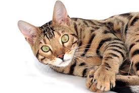 Cats that don't shed cut down on those costs dramatically. Best Hypoallergenic Cats Cats That Don T Shed Certapet