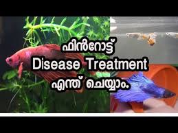 The bacterial infection results in a more ragged rotting while the fungal infection will rot the tail evenly and create a white edge. How To Treat Betta And Guppies For Fin Rot Disease Malayalam Youtube