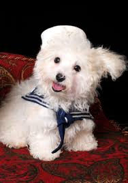 All of ridgewood's bichon puppies for sale in pa go home with a written lifetime warranty as well as all of their puppy shots completed. Snow White Bolognese Bolognese Puppies Bolognese Dog Breeder