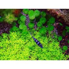 Image result for Elatine triandra