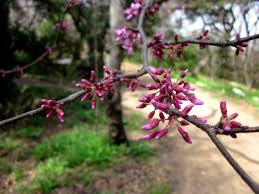 They are a fabulous tree for texas, and we are even getting ready to plant more around the farm ourselves. Spring In Austin Tx Red Bud Starting To Bloom Zilker Botanical Gardens