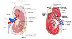 Kidney Lower Pole Calyx Kidney Pole Capsule