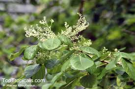 Image result for Dalbergia