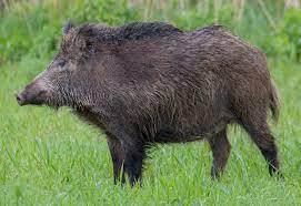 We did not find results for: Central European Boar Wikipedia