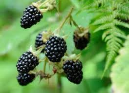 In spring through summer, blackberry patches have white flowers that appear toward the tips of the canes. A Quick And Juicy Guide To Berries Of The Northwest The Whole U