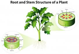 Some underground modified stems are as: Diagram Showing Root And Stem Structure Of A Plant Free Vector Nohat Free For Designer