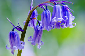 Stephen Anderton: English bluebells are perfect for small gardens | Weekend  | The Times