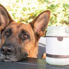 5 Uses Of Coconut Oil For Dogs