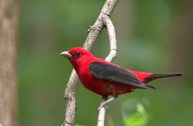 Black Bird With Orange Belly In Georgia Scarlet Tanger In My Backyard May 2012 Scarlet Tanager Beautiful Birds Animals
