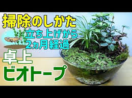 卓上 メダカのビオトープ 掃除のしかた 100均diyメダカ室内飼育メンテナンス mini biotope maintenance youtube ビオトープ ビオトープ 作り方 ビオトープ 水草
