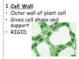 Maybe you would like to learn more about one of these? Topic Cells Aim Describe The Different Cell Organelles And Their Functions Do Now Explain What Organisms Consist Of Hw Read P 39 Write A Paragraph Ppt Download