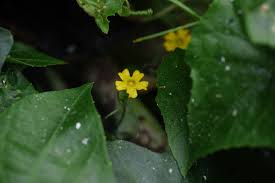 Image result for Zehneria