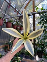 Image result for Sansevieria
