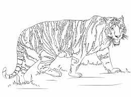 Coloring page with striped cartoon zebra stock illustration. Sumatran Tiger Has Darker In Fur Colour And Broader Stripes Coloring Pages Tiger Coloring Pages Coloring Pages For Kids And Adults