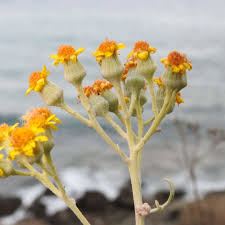 Fiori gialli spontanei sardegna vegetazione spontanea con fiore giallo. Piante Con Fiori Gialli