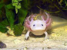 Technically speaking, these creatures are salamanders. Miracle Healer Scientists Attempt To Crack Secret Code Of The Axolotl Der Spiegel