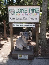 Lone Pine Koala Sanctuary Australia You Can Hold Koalas Kangoroos Tasmanians Wombats Dingos Lone Pine Koala Sanctuary Koalas Australia Travel