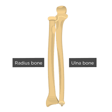 With out it the body. Radius And Ulna Bones Anatomy Introduction